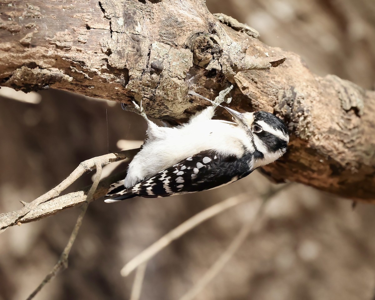 Downy Woodpecker - ML625654060