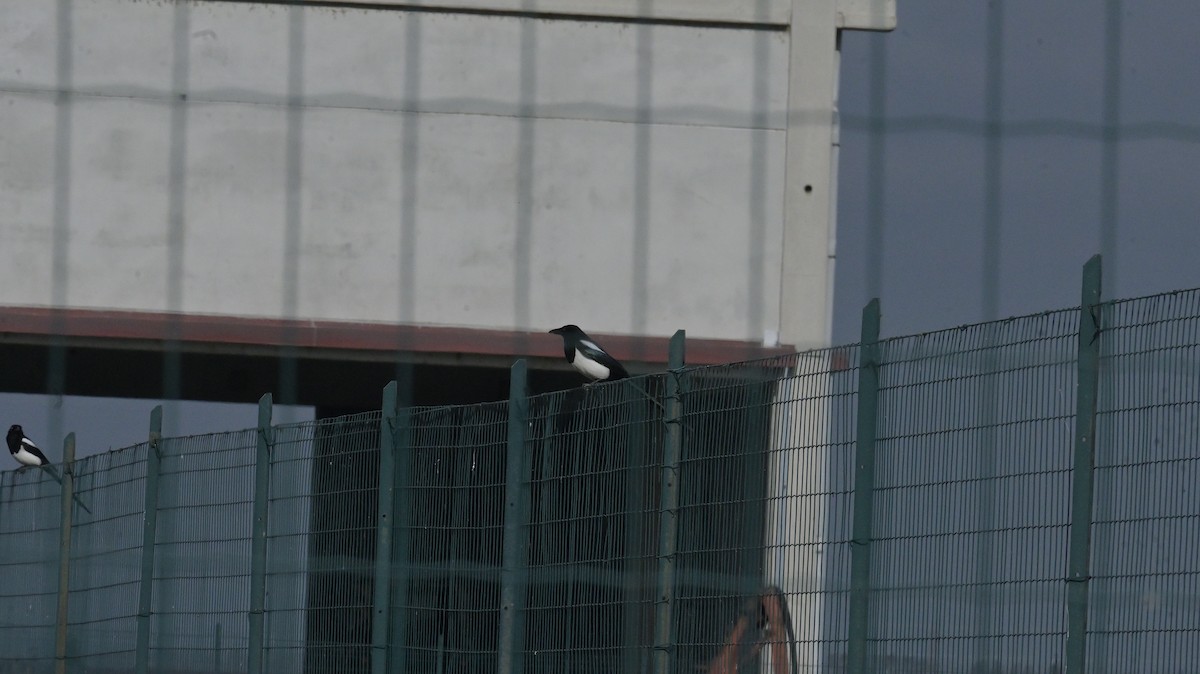 Eurasian Magpie - ML625654062