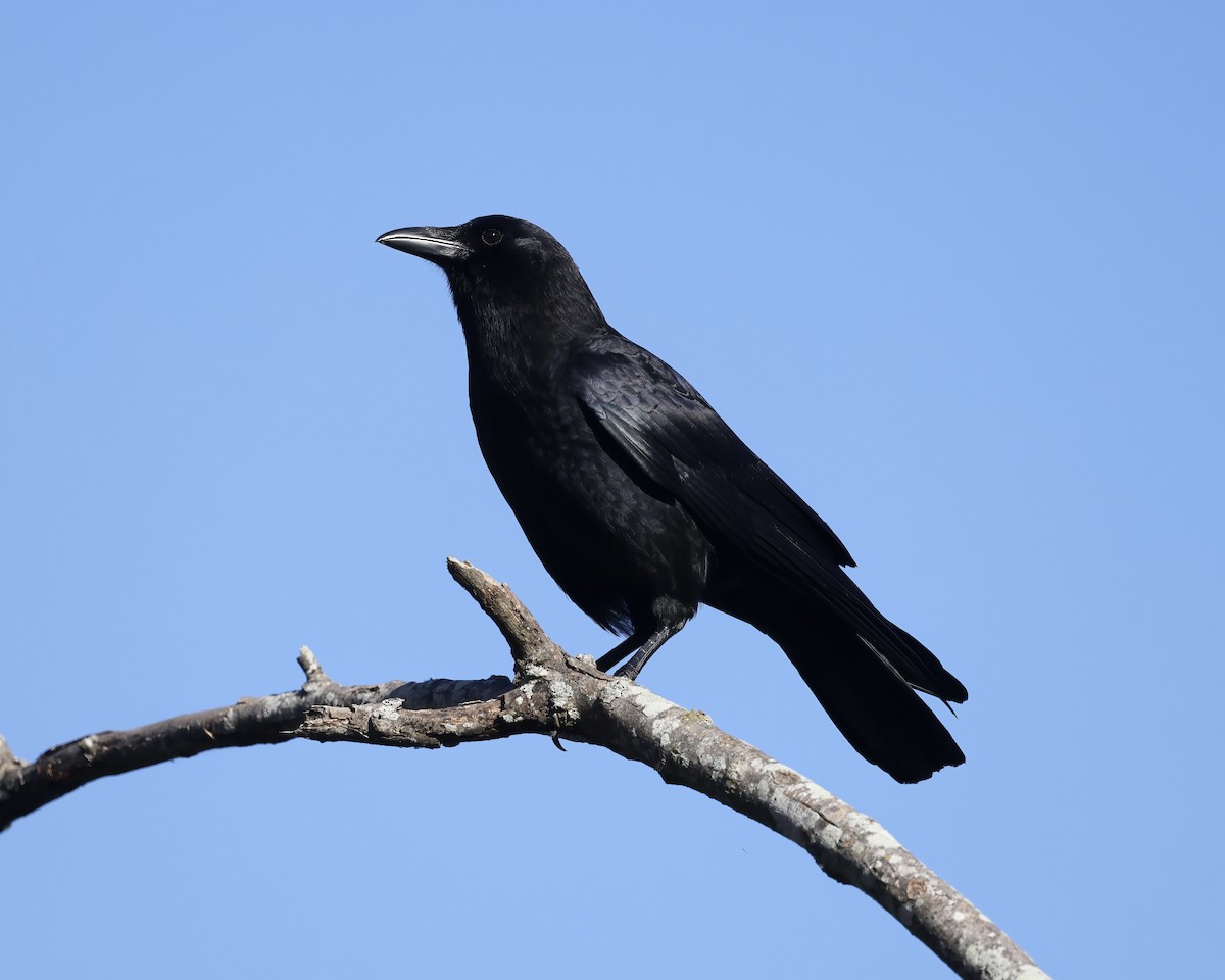 American Crow - ML625654065