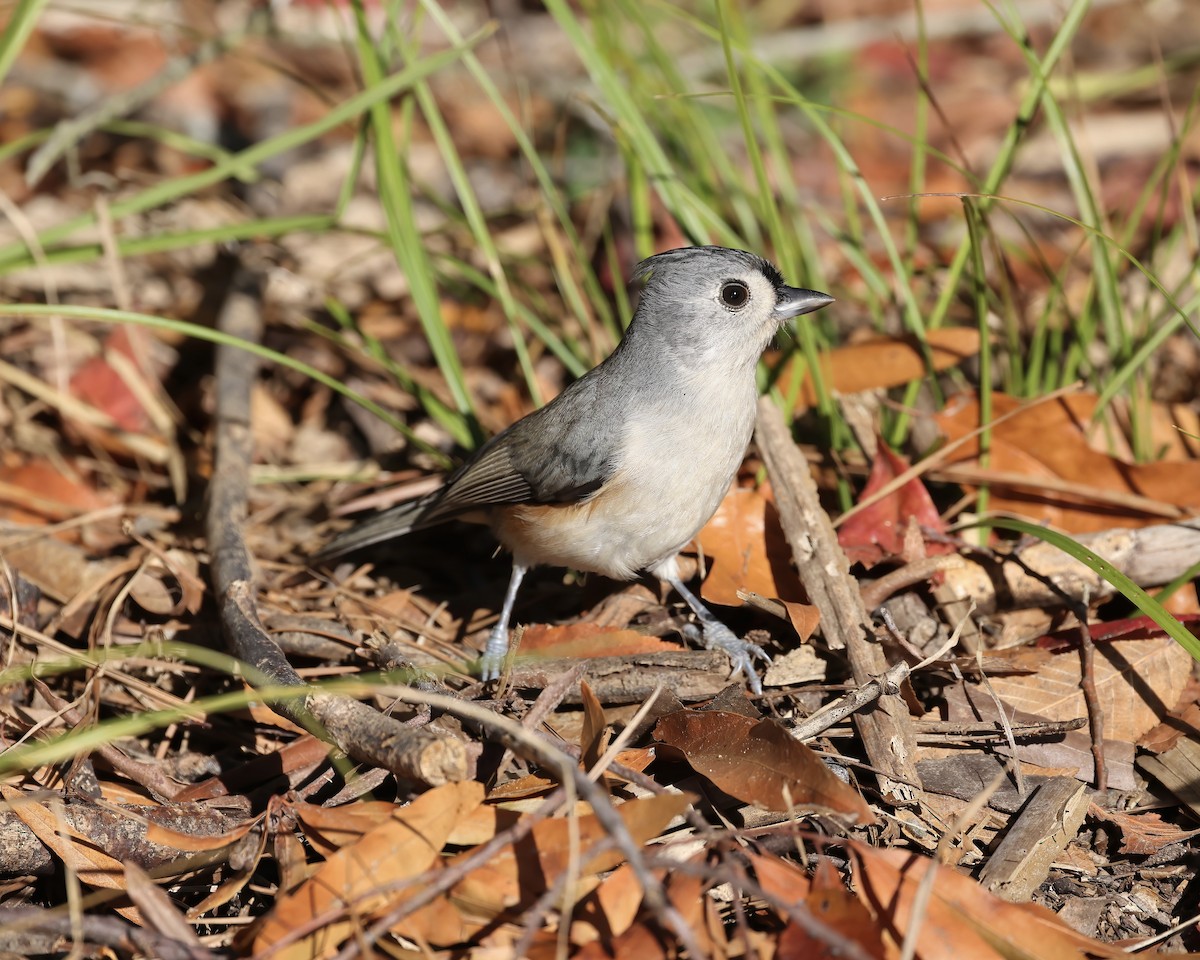 Tufted Titmouse - ML625654100