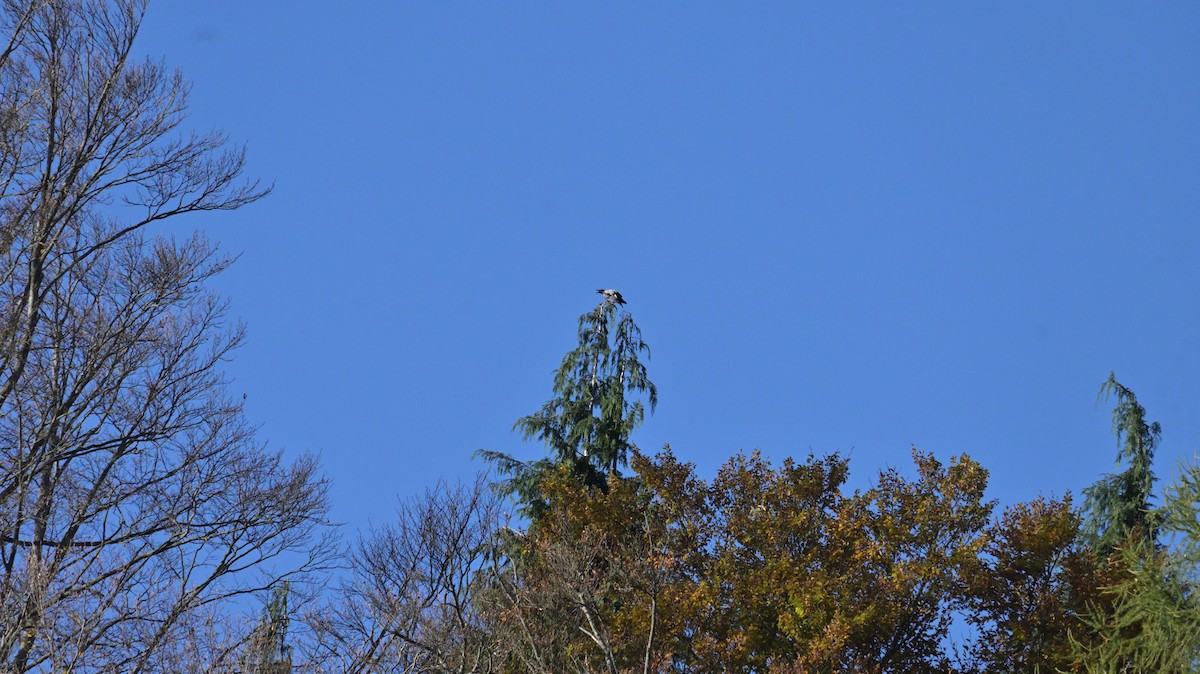 Hooded Crow - ML625654118