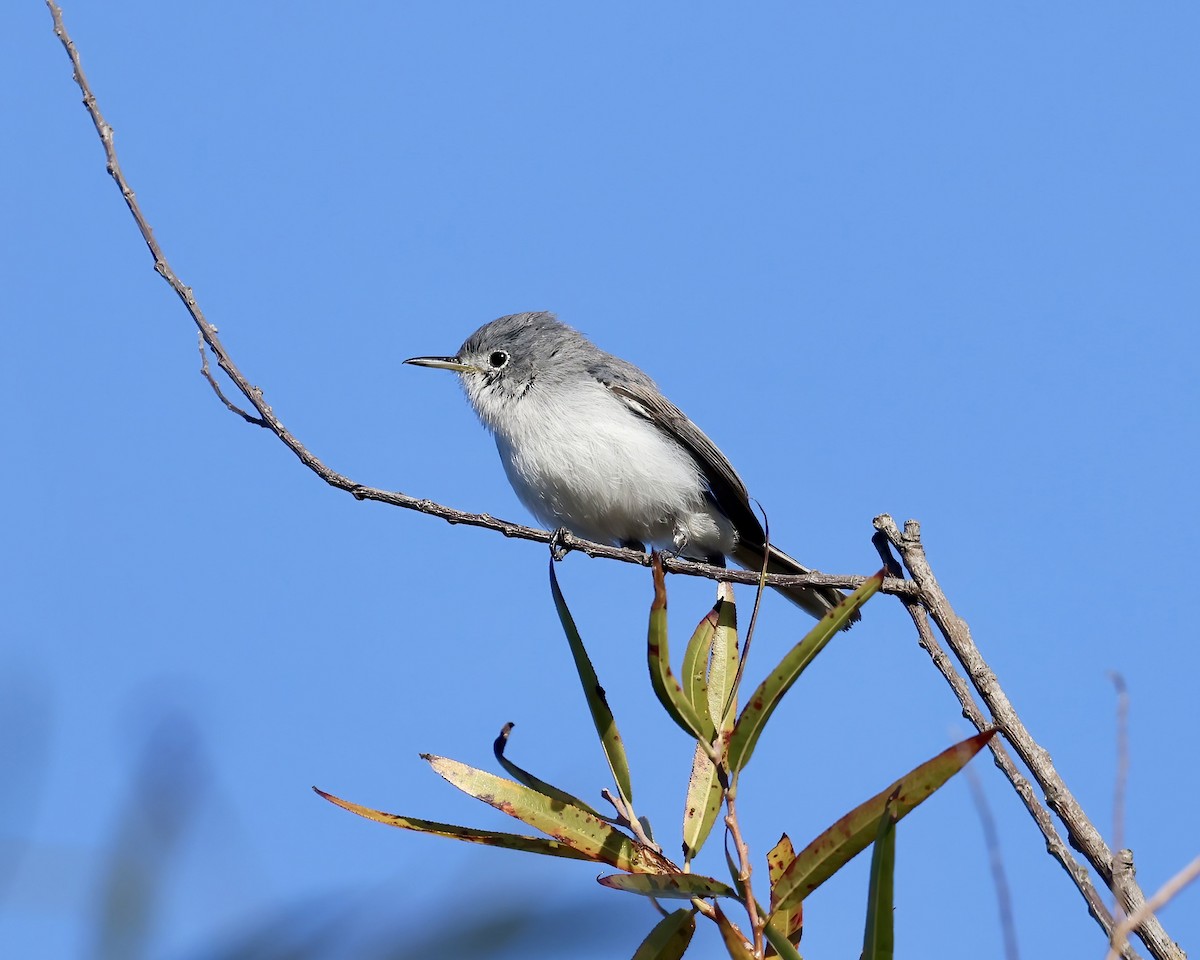 Blue-gray Gnatcatcher - ML625654122