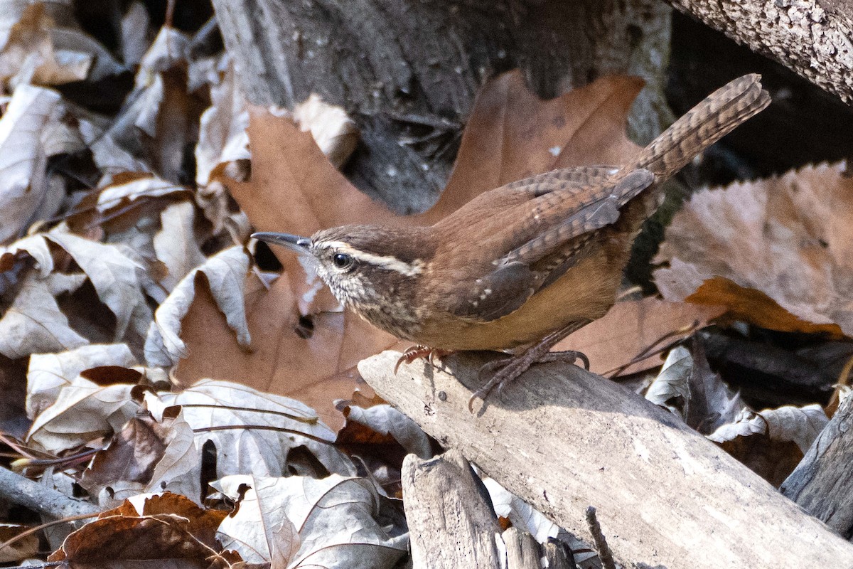 Carolina Wren - ML625654209