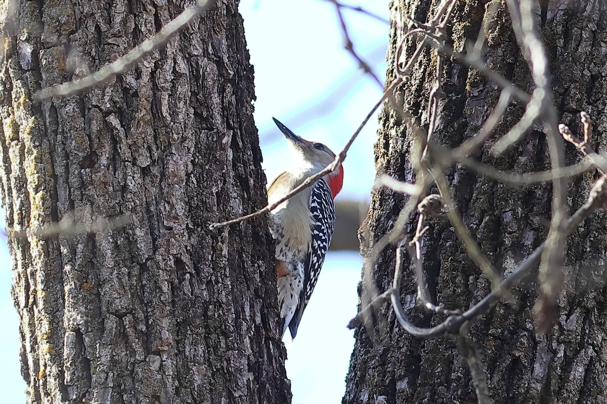 Red-bellied Woodpecker - ML625654327