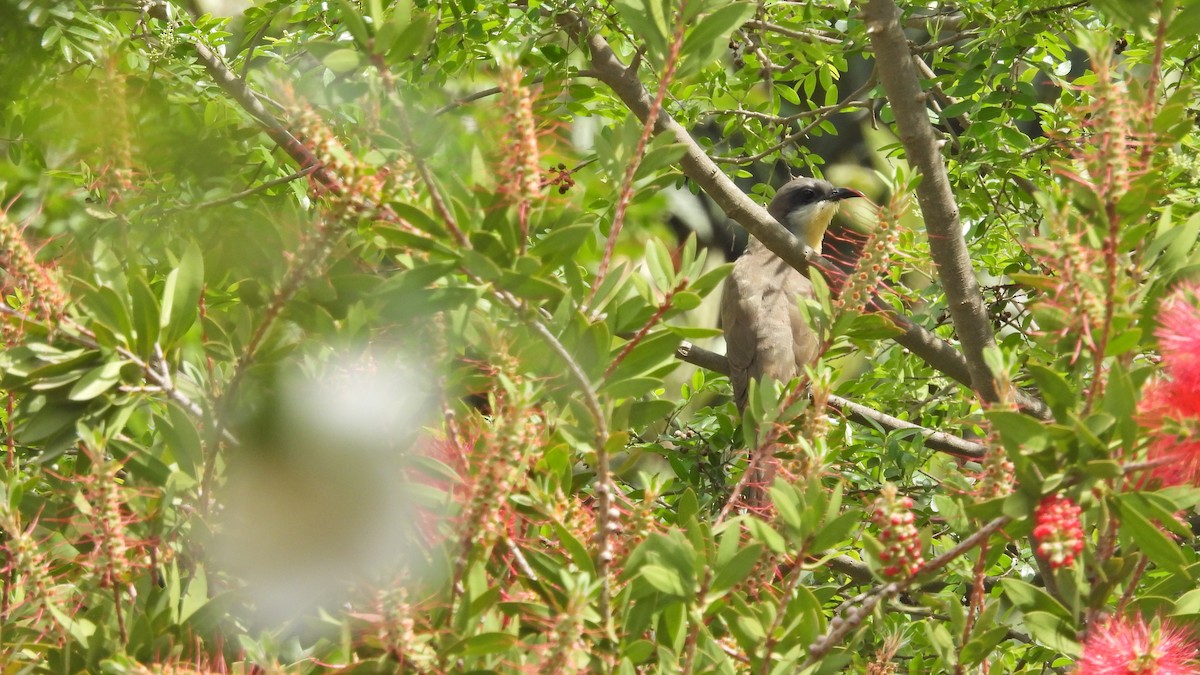 Dark-billed Cuckoo - ML625654333