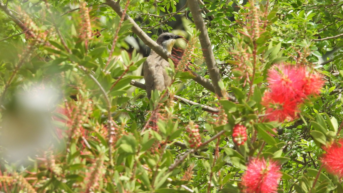 Dark-billed Cuckoo - ML625654334