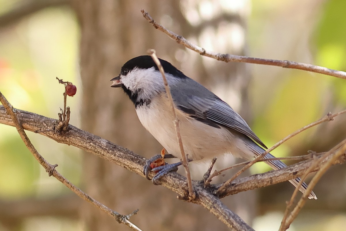 Carolina Chickadee - ML625654338