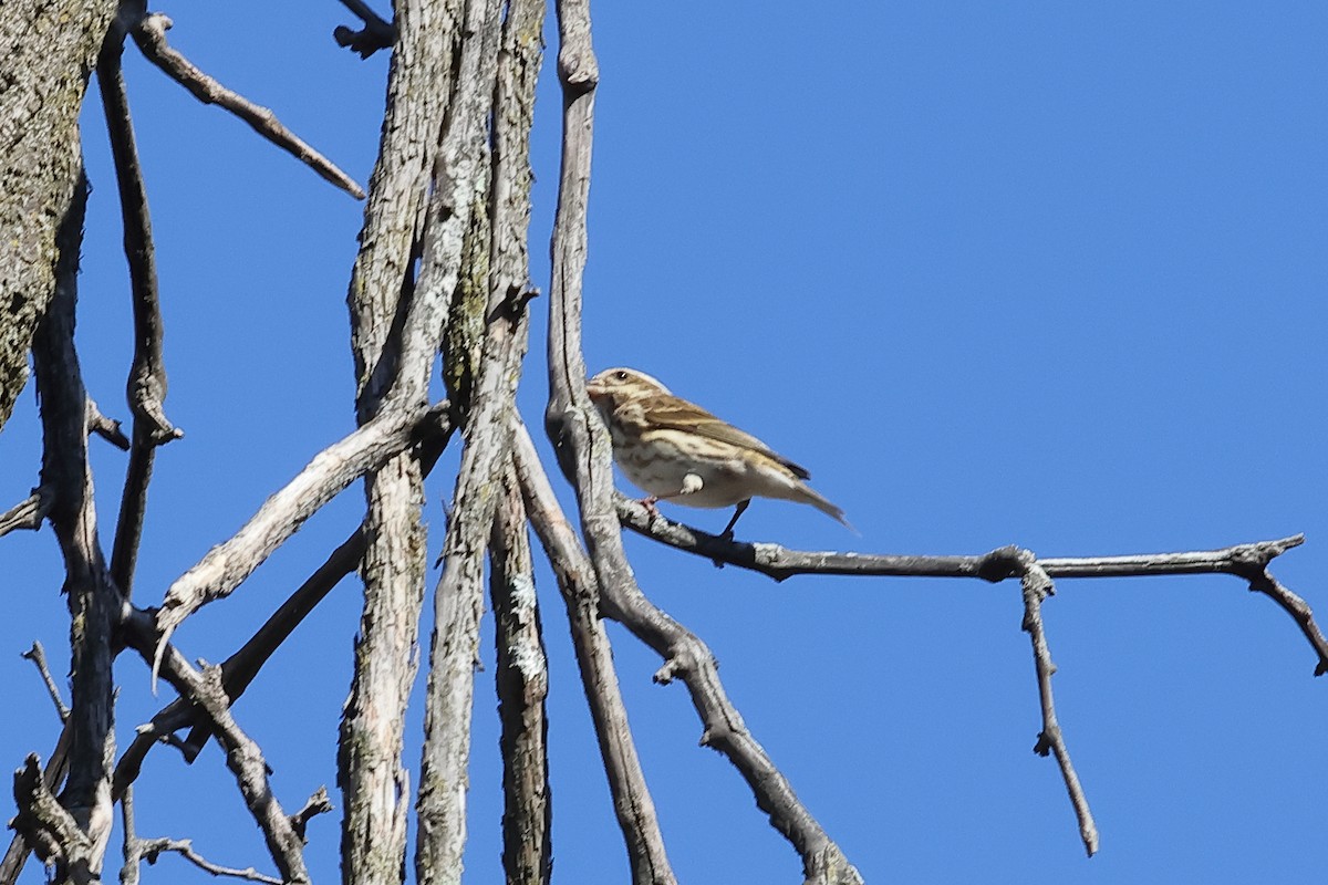 Purple Finch - ML625654340