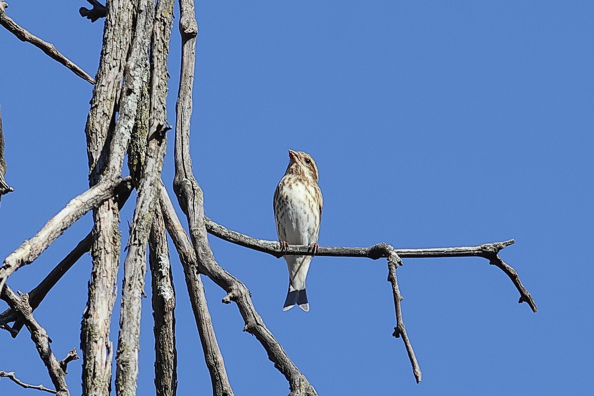 Purple Finch - ML625654341