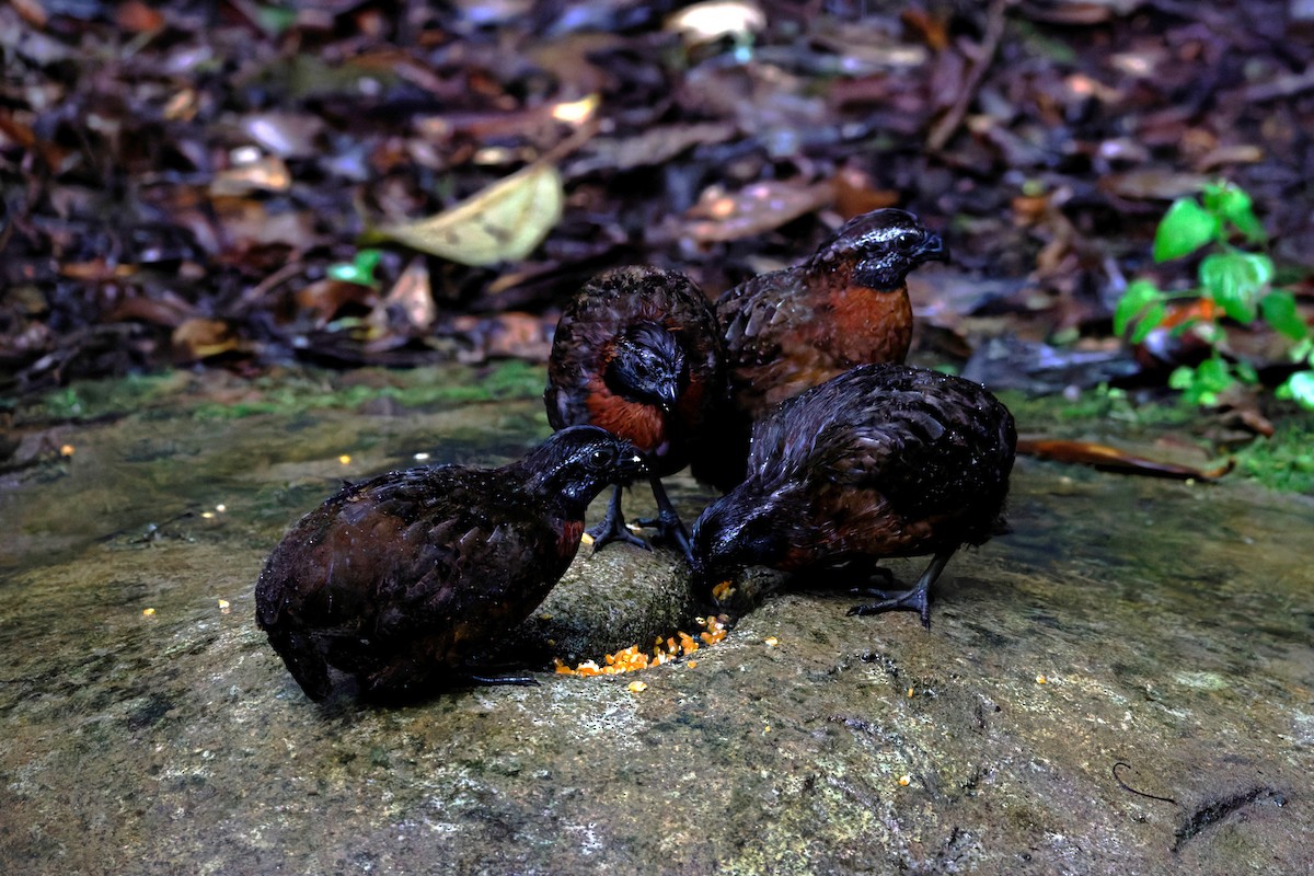 Rufous-breasted Wood-Quail - ML625654356