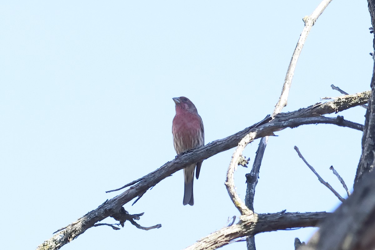 House Finch - ML625654391