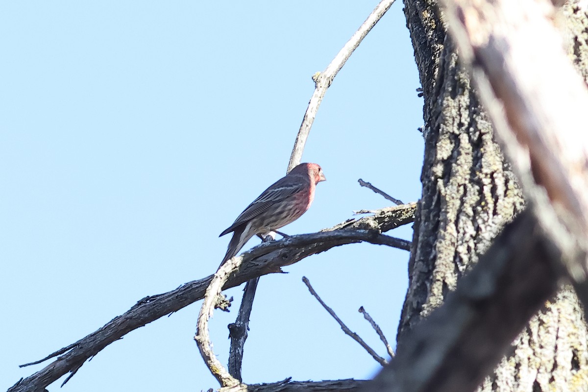 House Finch - ML625654392