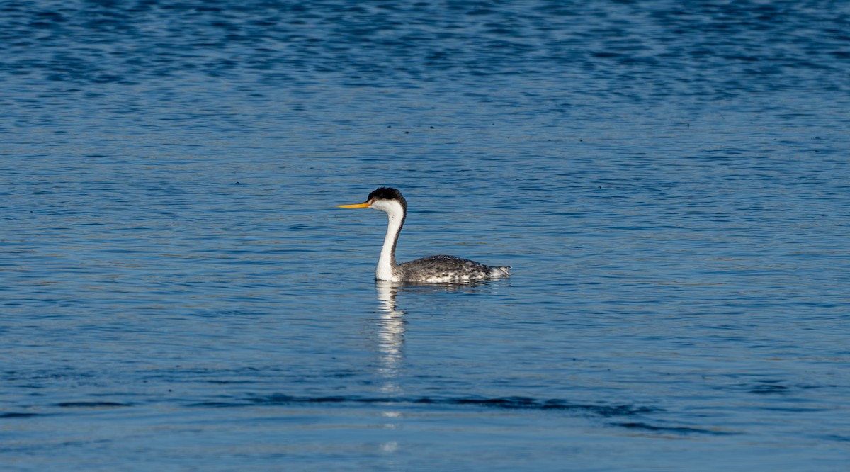 Clark's Grebe - ML625654507