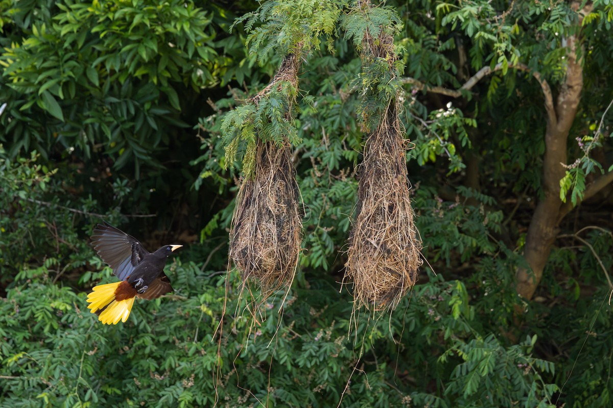 Crested Oropendola - ML625654556
