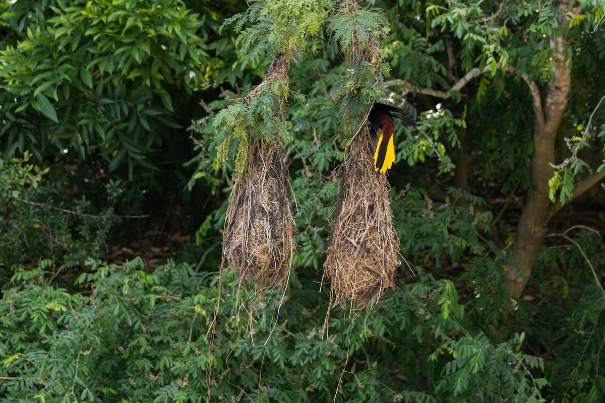 Crested Oropendola - ML625654557