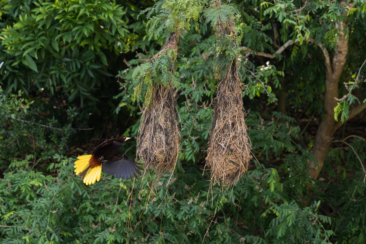 Crested Oropendola - ML625654558