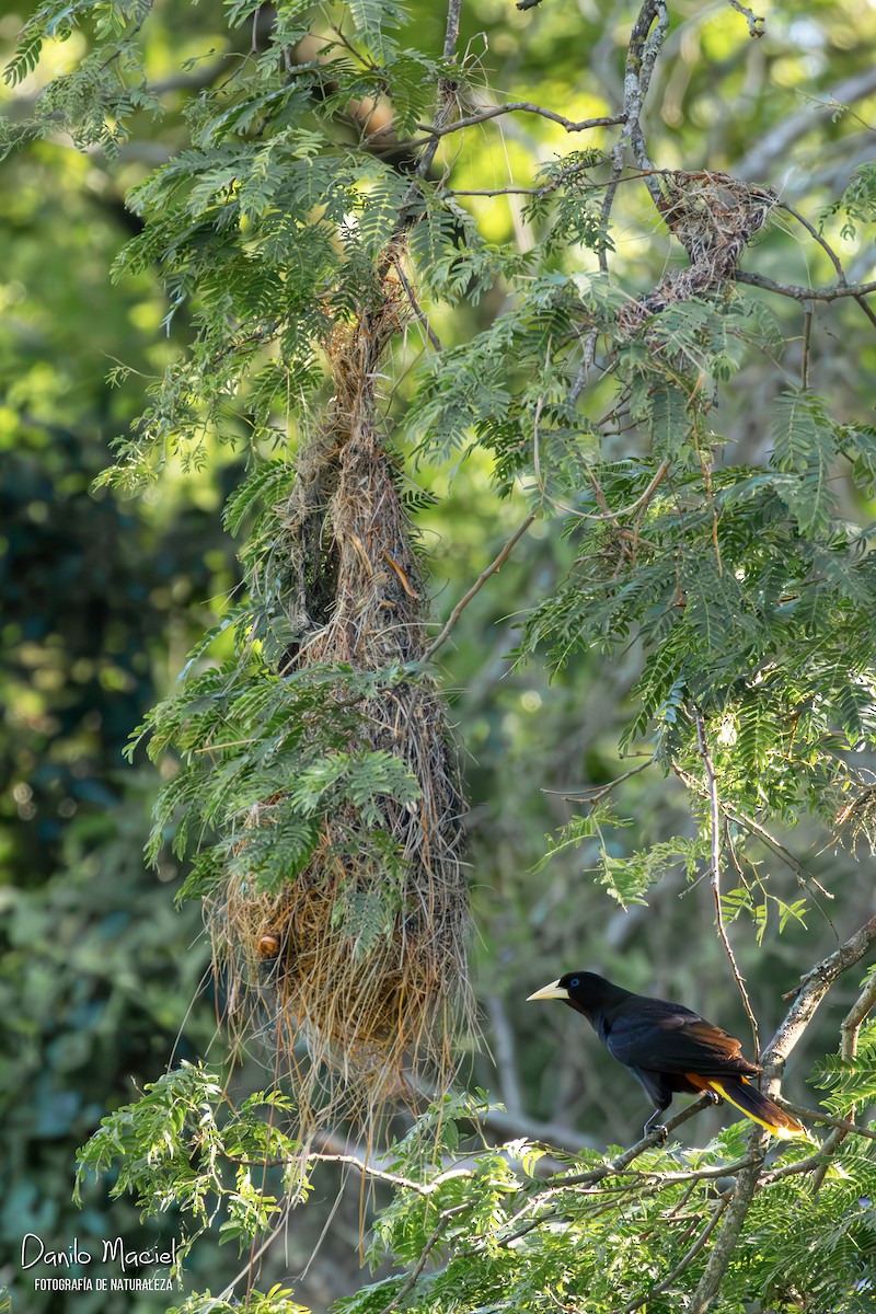 Crested Oropendola - ML625654559