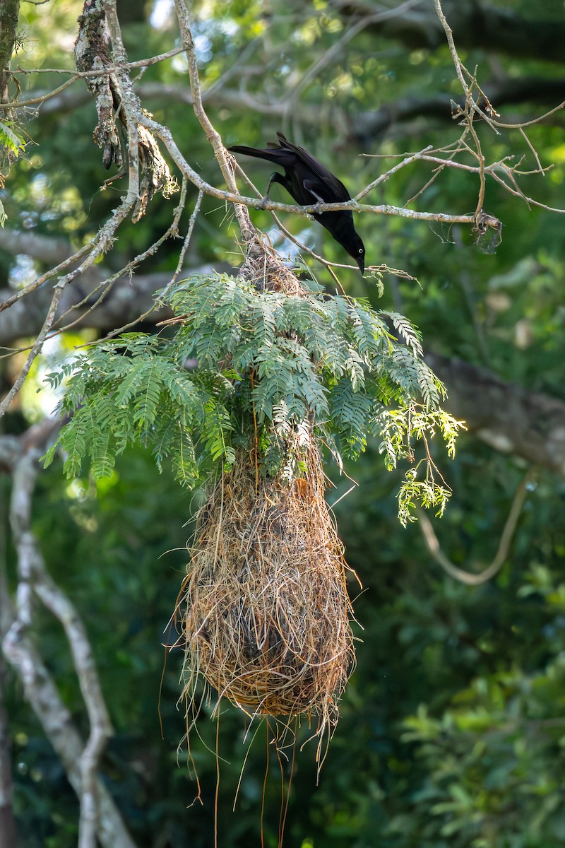 Giant Cowbird - ML625654565