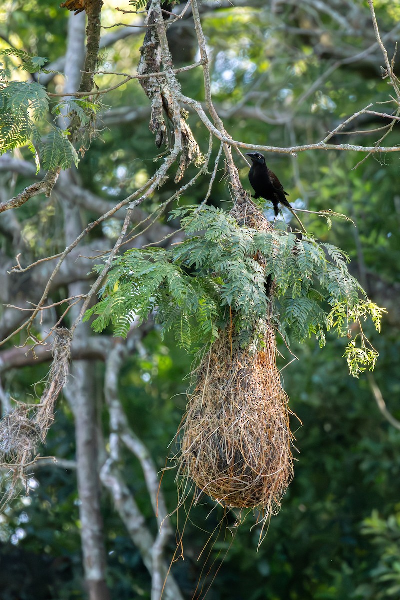 Giant Cowbird - ML625654566