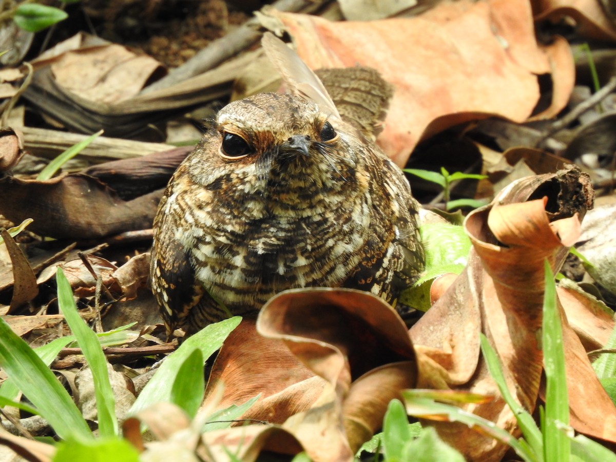 Scissor-tailed Nightjar - ML625654579