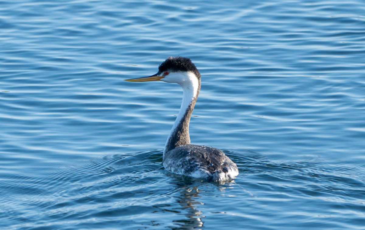 Clark's Grebe - ML625654682