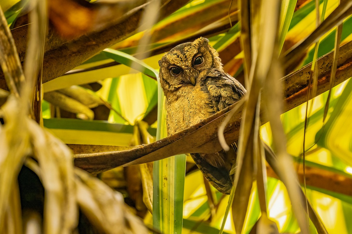 Collared Scops-Owl - ML625654691