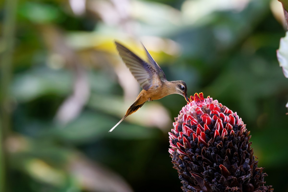 Koepckeschattenkolibri - ML625654699