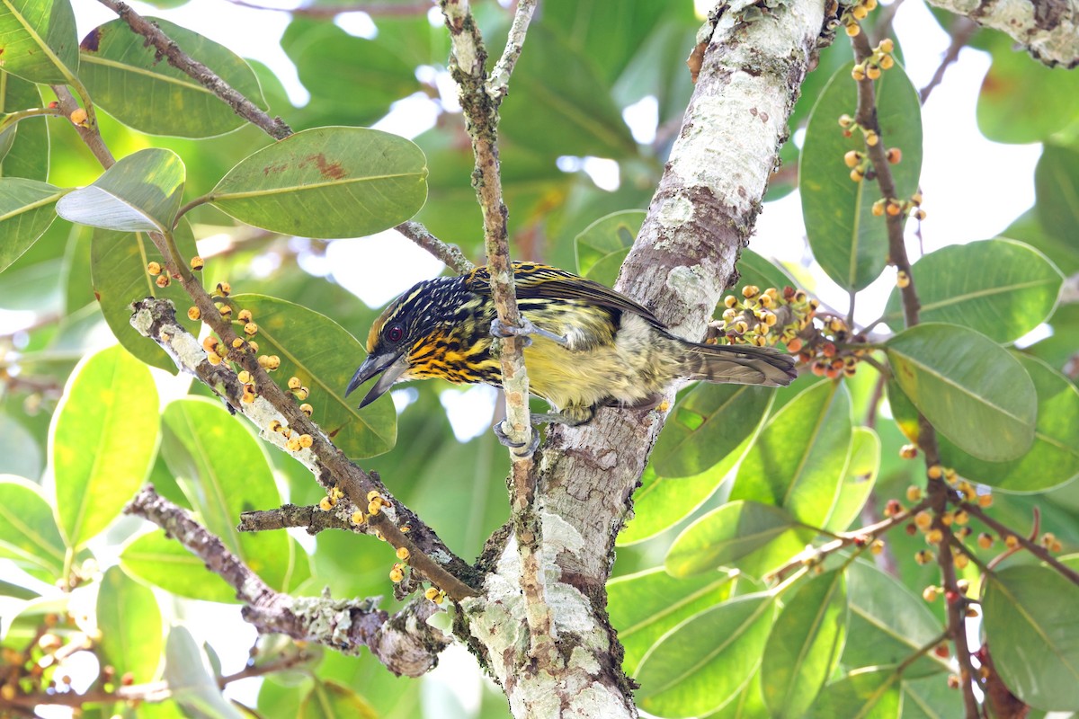 Gilded Barbet - ML625654822