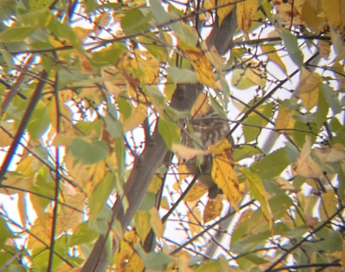 Northern Saw-whet Owl (acadicus) - ML625654854