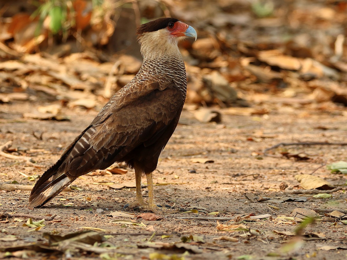 ミナミカラカラ（plancus） - ML625654938