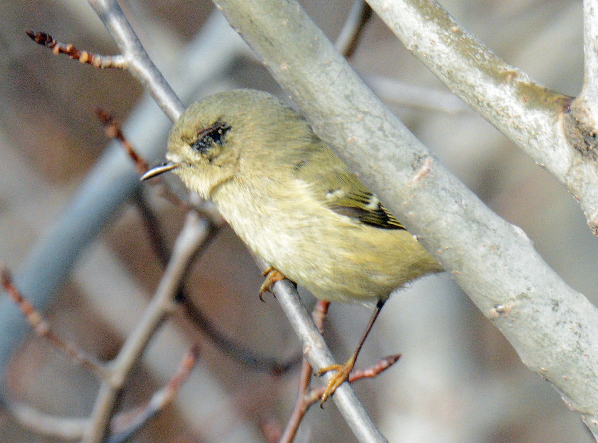 Ruby-crowned Kinglet - ML625655155