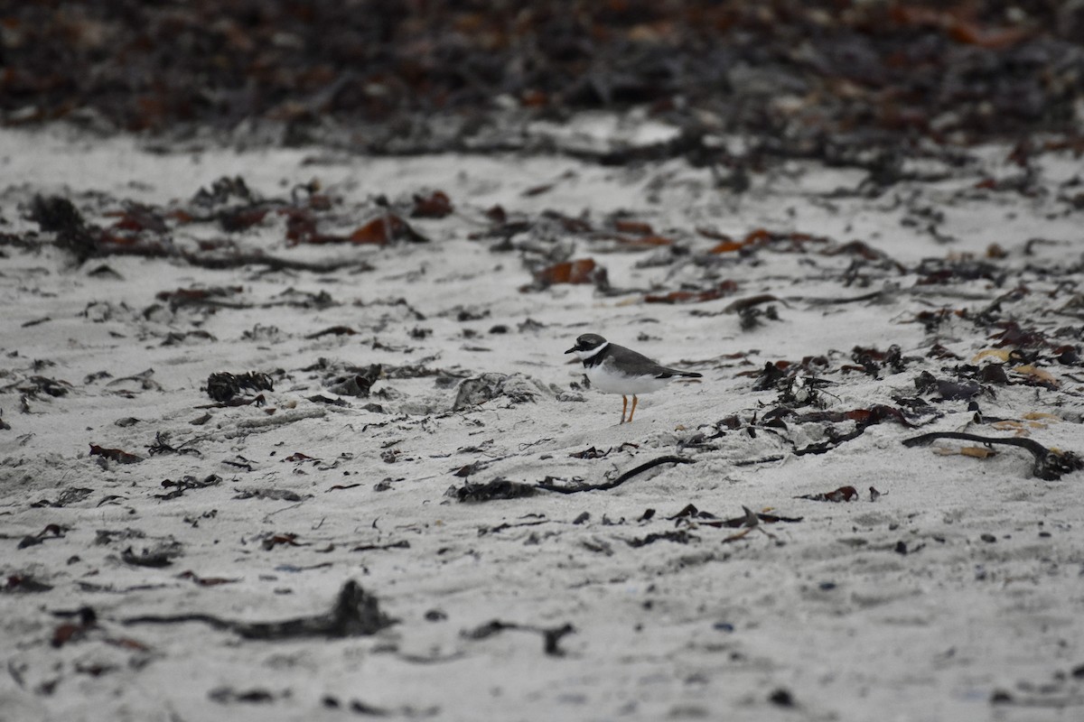 Common Ringed Plover - ML625655210