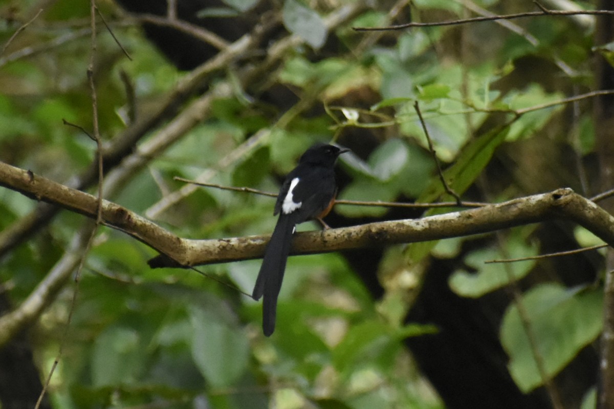 White-rumped Shama - ML625655363