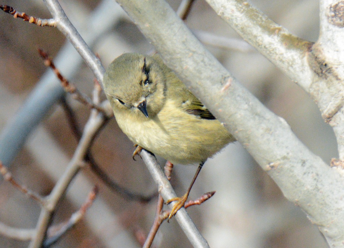 Ruby-crowned Kinglet - ML625655463