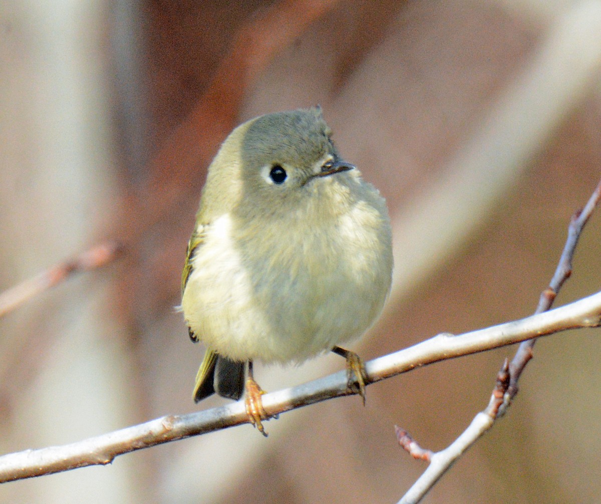 Ruby-crowned Kinglet - ML625655464