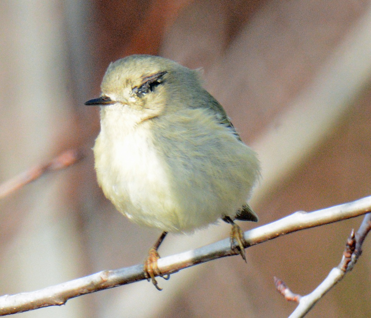 Ruby-crowned Kinglet - ML625655466