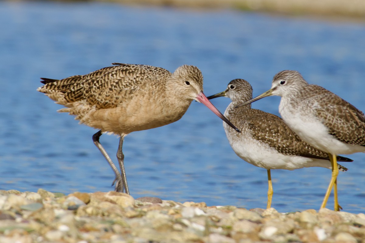 Marbled Godwit - ML625655489