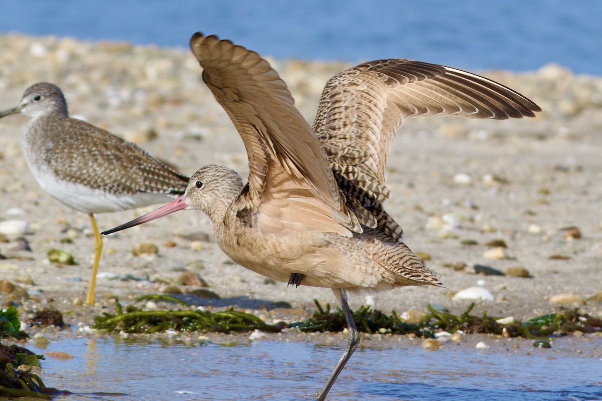 Marbled Godwit - ML625655490