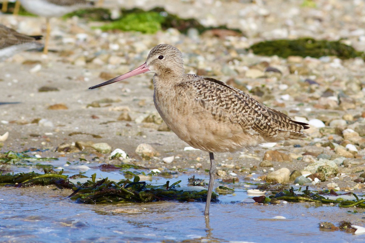 Marbled Godwit - ML625655491