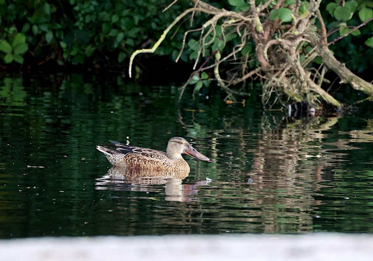 Northern Shoveler - ML625655560