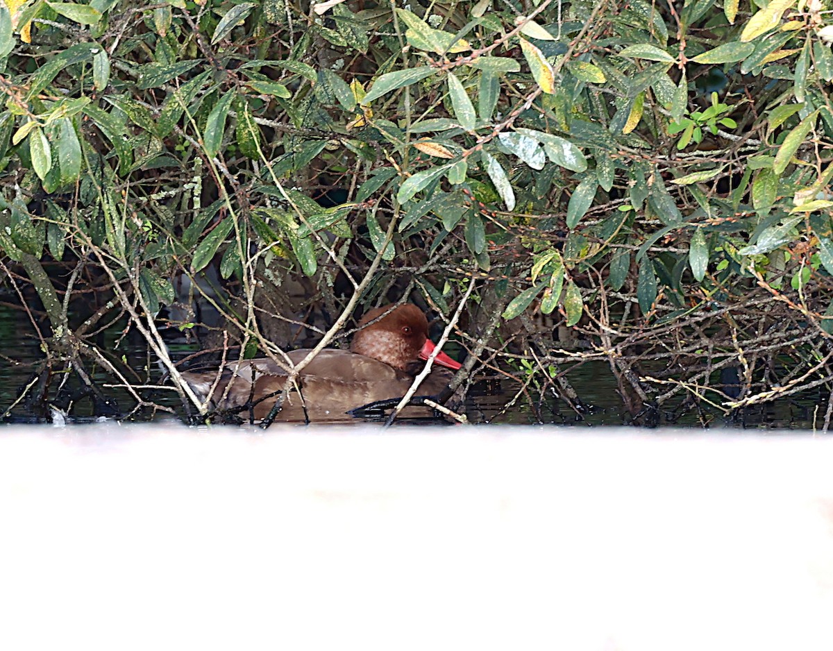 Red-crested Pochard - ML625655569