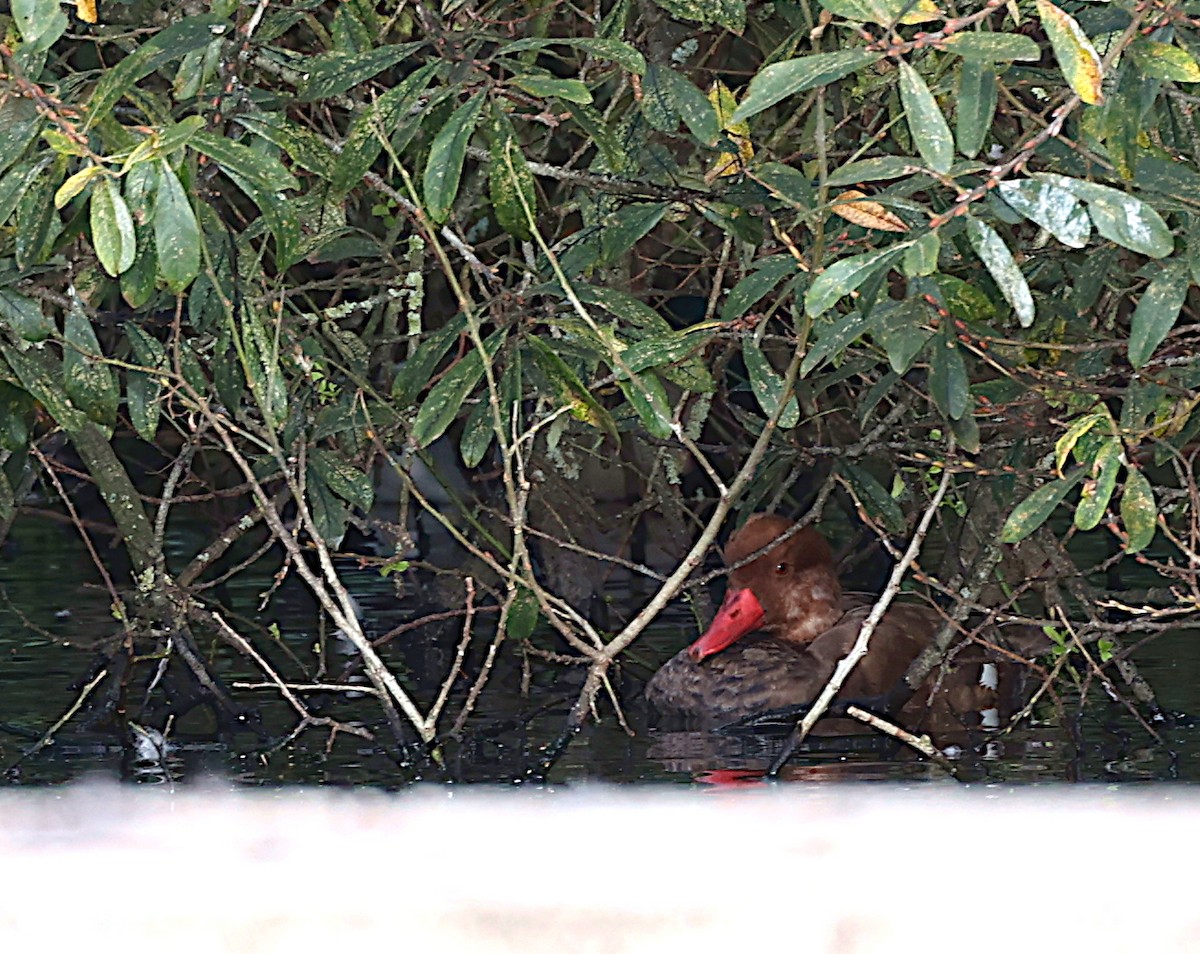 Red-crested Pochard - ML625655574