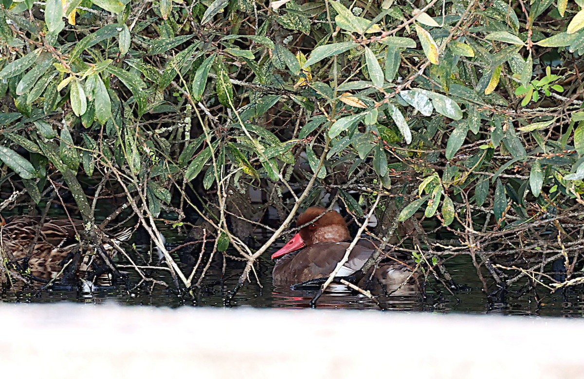 Red-crested Pochard - ML625655581