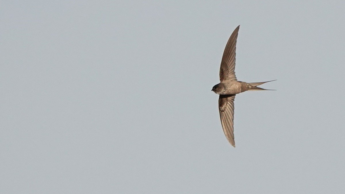 Malagasy Palm Swift (Madagascar) - ML625655619