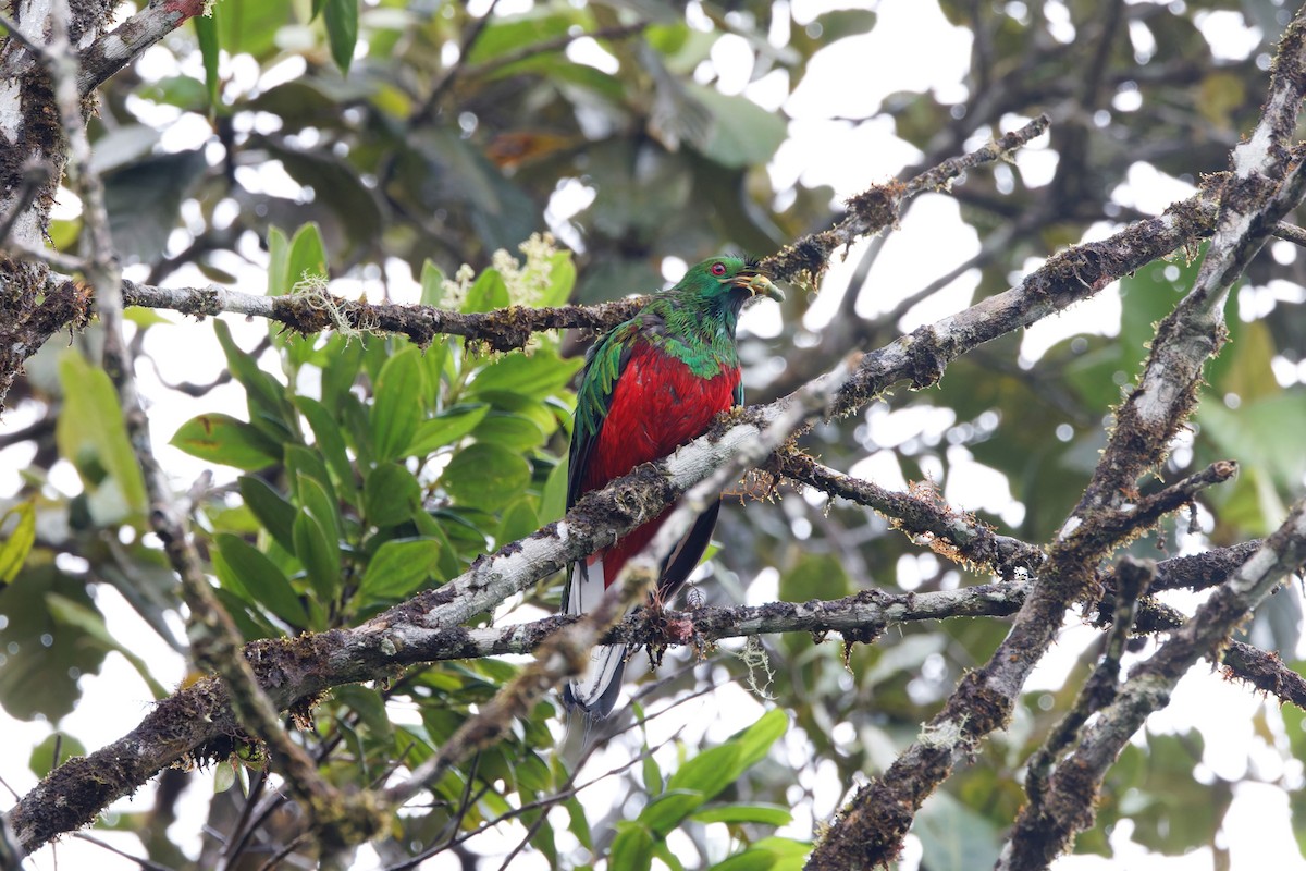 Quetzal antisien - ML625655857