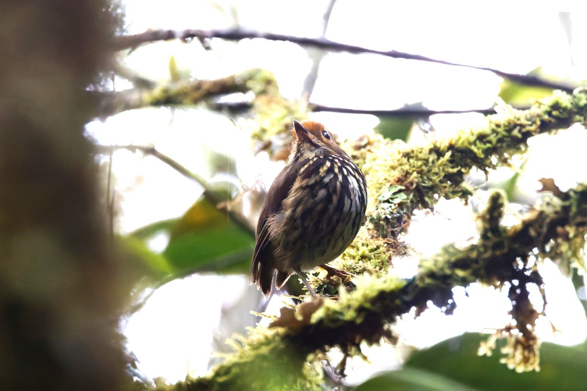 Понгіто бурий - ML625655892