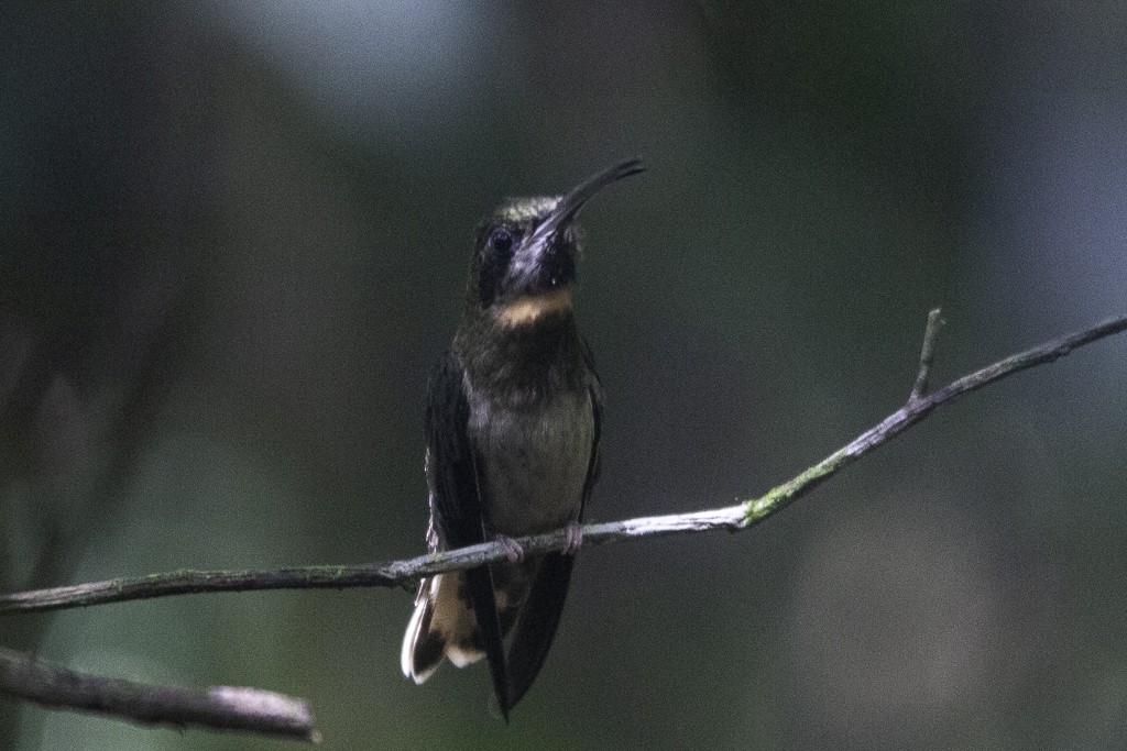 Pale-tailed Barbthroat - ML625655907