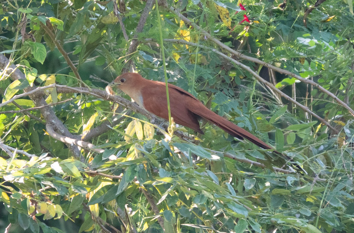 Mexican Squirrel-Cuckoo - ML625655963