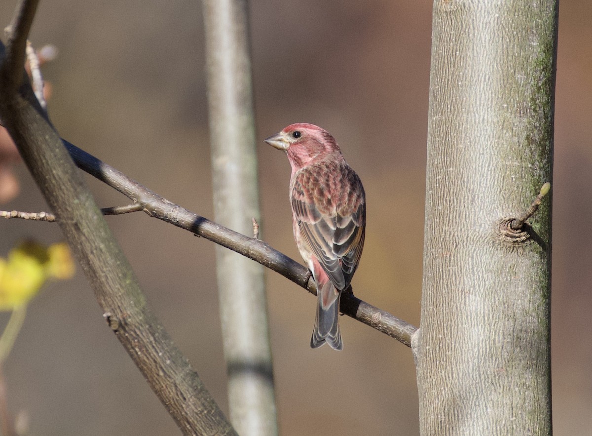 Purple Finch - ML625655987