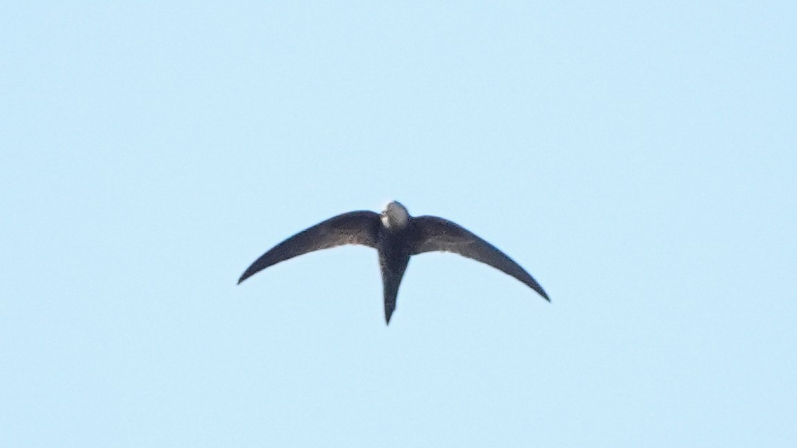 Malagasy Swift - ML625655988